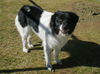 Odie