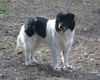Odie