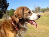 Finnegan