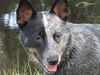 Bandit