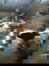 Jasper