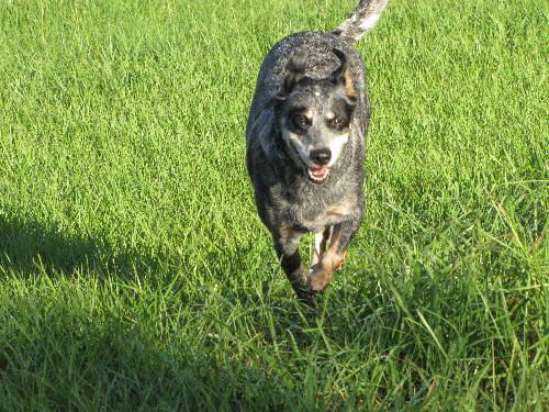 Willow