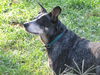 Willow