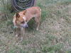Foxy