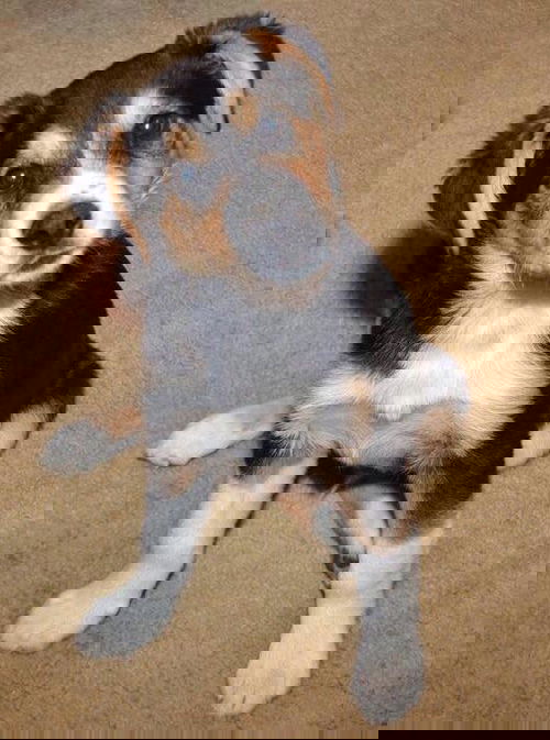 Winston