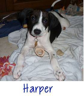 Harper