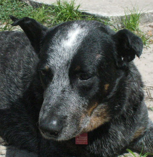 Aaden