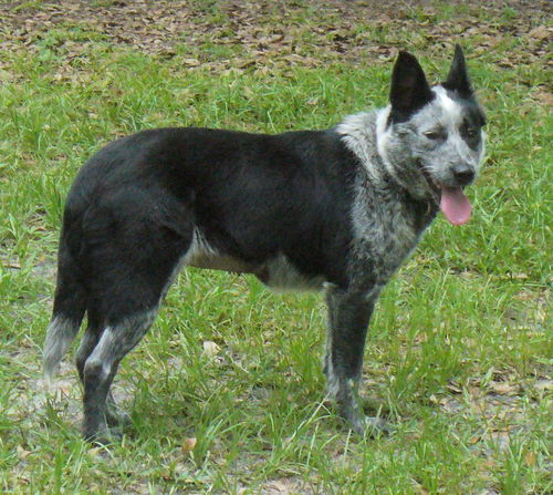 Lacey