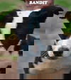 Bandit