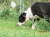 Bandit