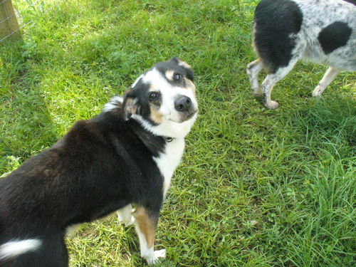 Jack