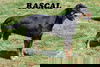 Rascal