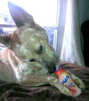 Red Dog aka Sprocket