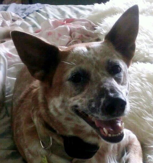 Red Dog aka Sprocket