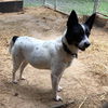 Kallie
