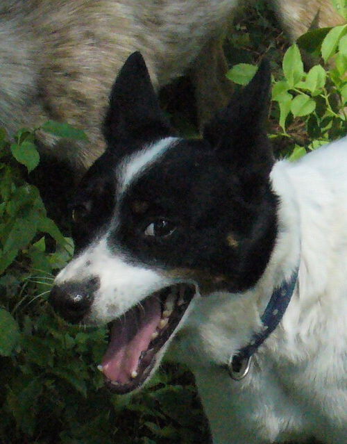 Kallie