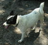 Kallie