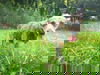 Indira