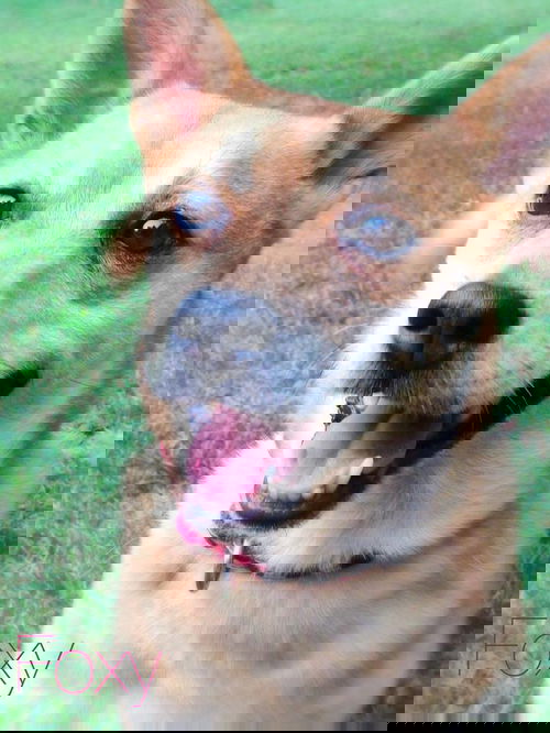 Foxy