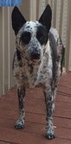 Bailey