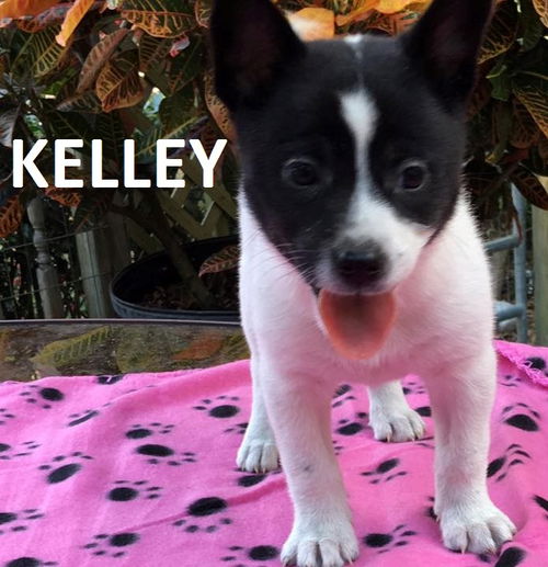Kelley