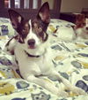 Abby-BC