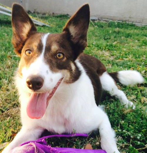 Abby-BC