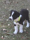 Jackson