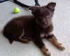 Kahlua