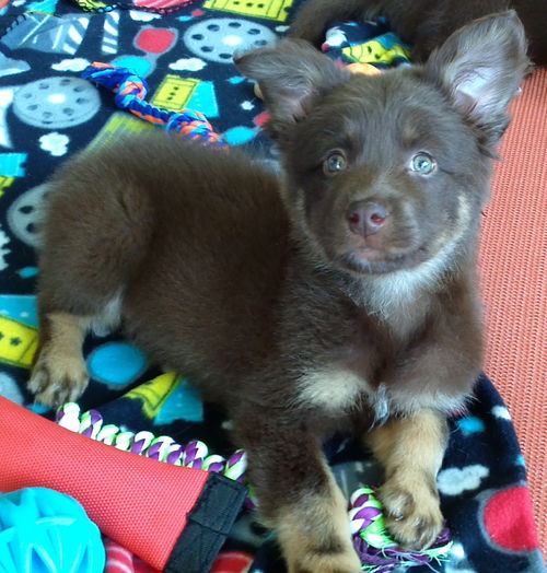 Kahlua