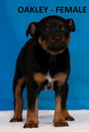 Oakley
