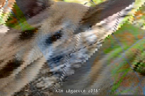 Ein