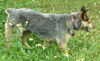 Zena Blue