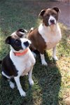 adoptable Dog in woodstock, GA named Oreo Cookie & Henny Penny