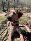 adoptable Dog in woodstock, GA named Rickey