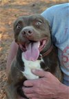 adoptable Dog in woodstock, GA named Katie