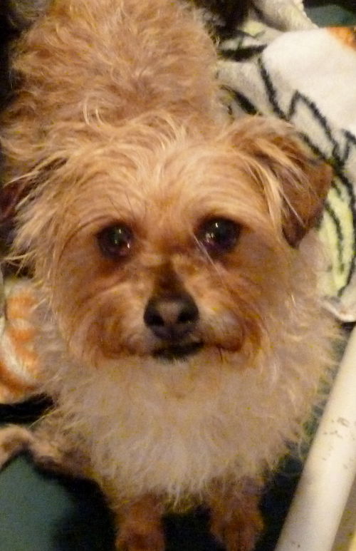 Bonnie