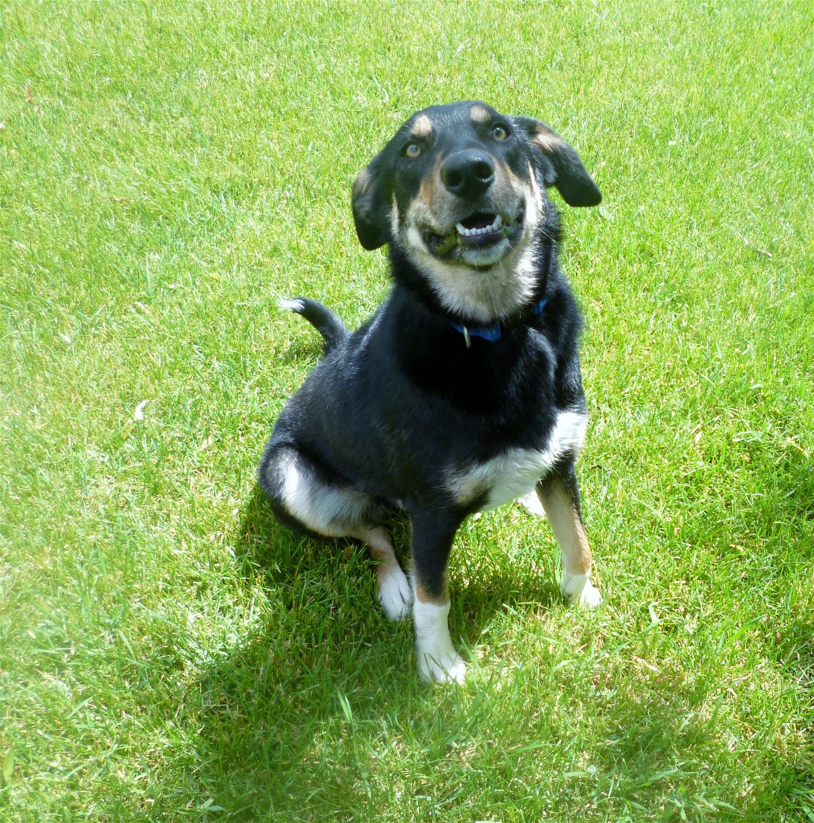 adoptable Dog in Diamondville, WY named Oscar