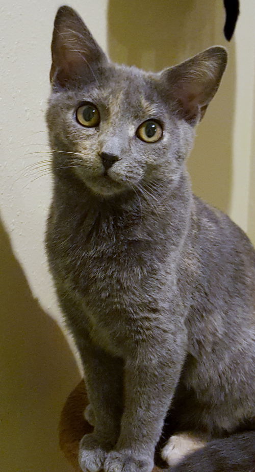 Cattie
