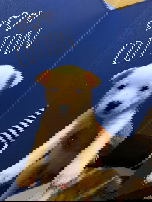 Cotton