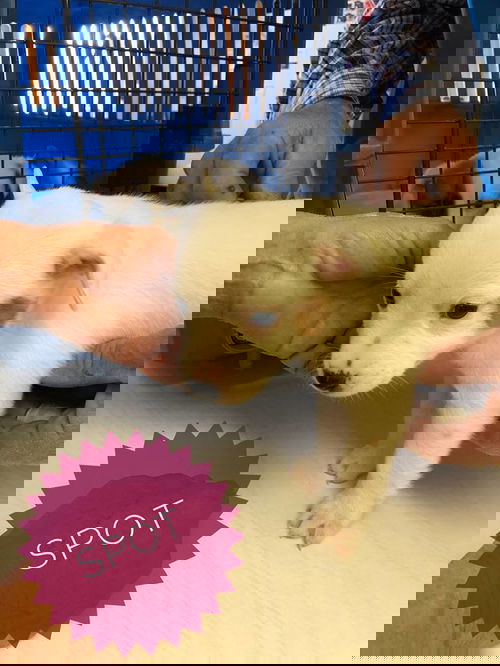 Spot