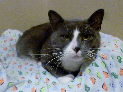 Scrappie