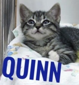 Quinn