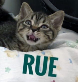 Rue