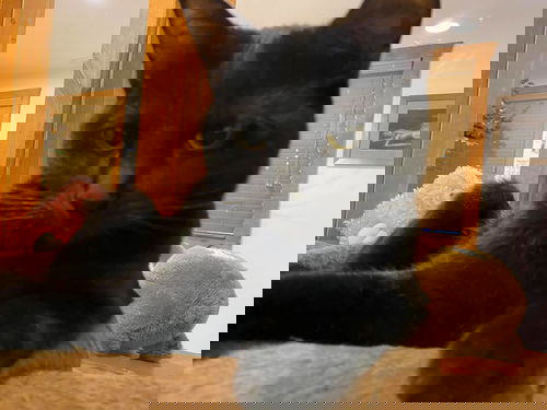 BC4