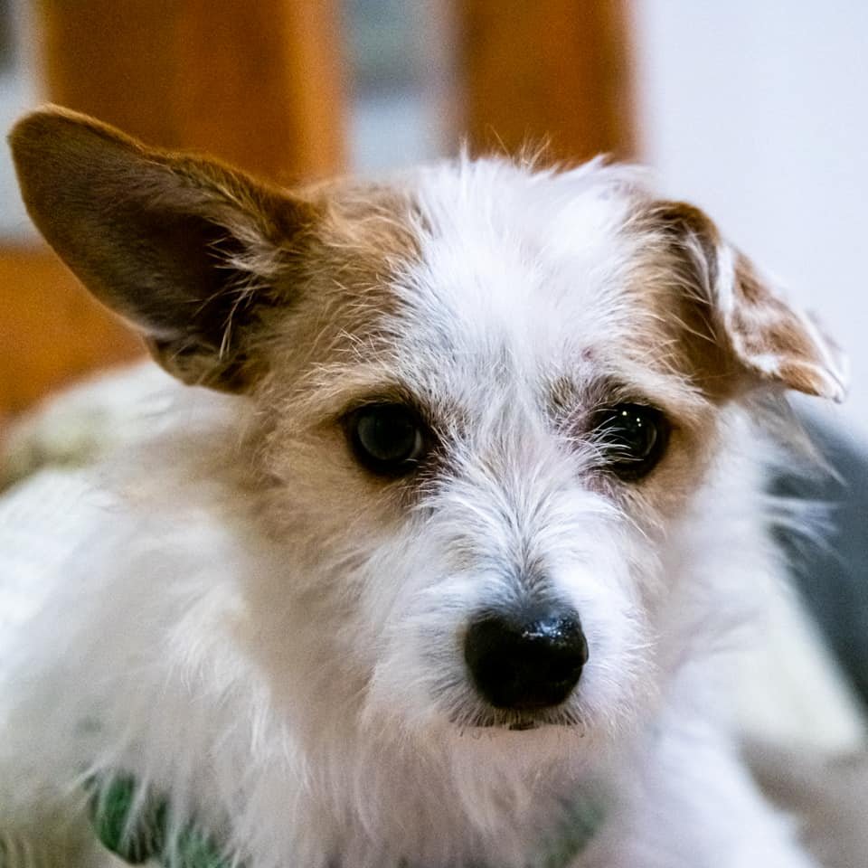adoptable Dog in Diamondville, WY named Maxie