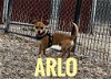 adoptable Dog in , WY named Arlo