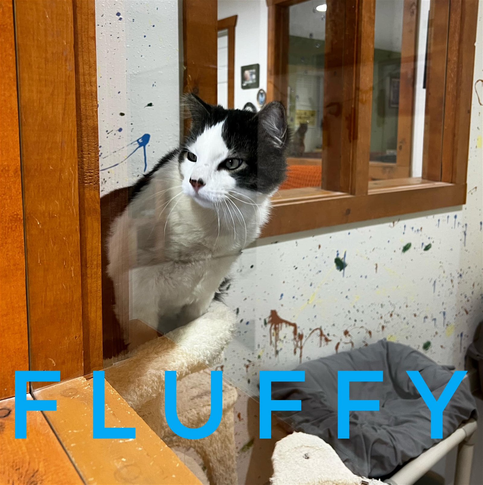 adoptable Cat in Diamondville, WY named Fluffy
