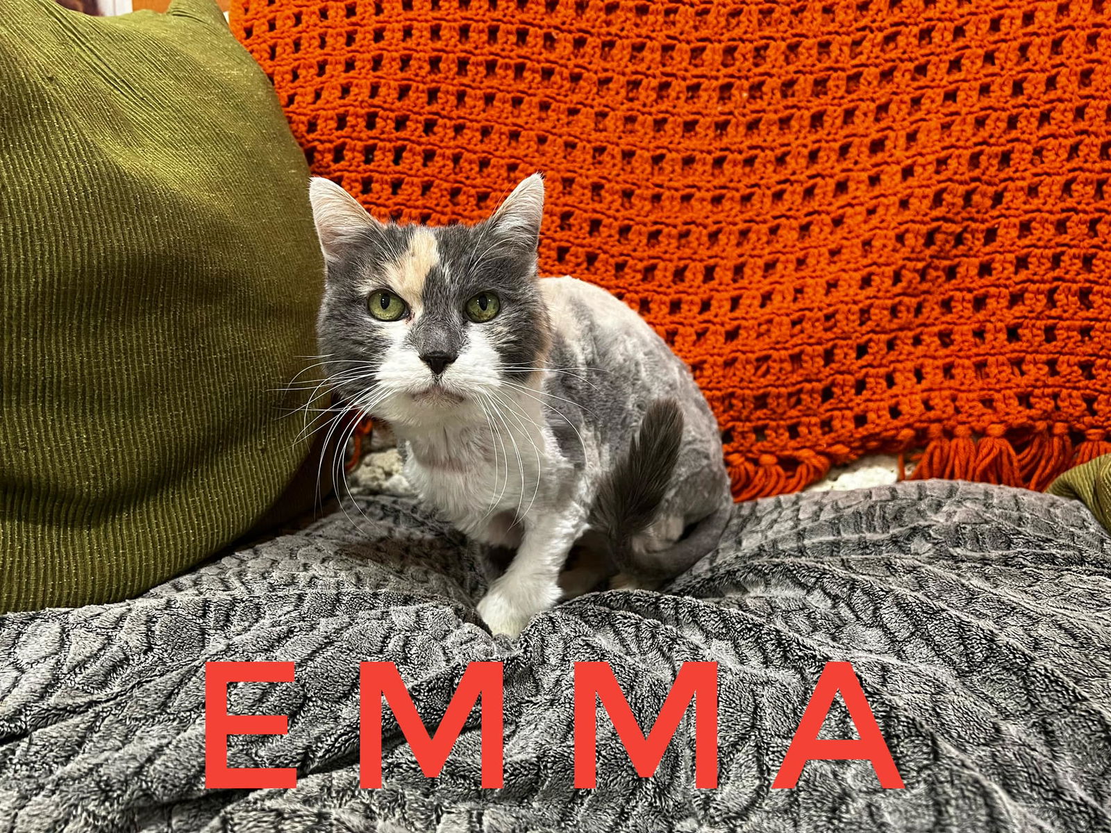 adoptable Cat in Diamondville, WY named Emma