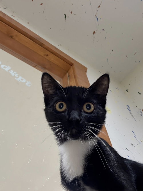 Binx